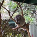 자연과 하루 | [호주 여행] 블루마운틴 &amp; 페더데일 동물원 투어 후기 🦘 자연과 동물의 하루 - 호주무한투어와 함께