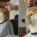 댕댕이 이발소 이미지