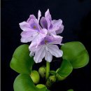 아름다운 나라 이미지