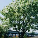 이팝나무길 이미지