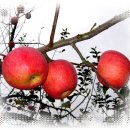 당산초교 이미지