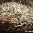 오리골농장 이미지