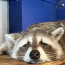 멍이와쿤이 이미지