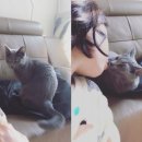 블루아트캣 이미지