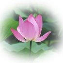 칭하이 - 서초구 효령로68길 88 | 칭하이