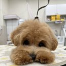 그루멍캡틴 이미지