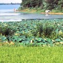 김제광활간척지쌀 이미지