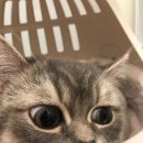 압구정동물의료센터 | 압구정동물의료센터 1살 고양이 시루 건강검진 후기