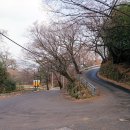 울산 울주군 고연리 갈참나무 이미지