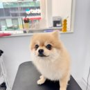 스마일댕댕 이미지