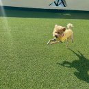 멍지중지 이미지