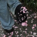 나는 행복한가 나를 찾아 떠나자 | 서울-수원 벚꽃, 지기 전에 얼른 찾아 떠나자