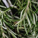 로즈마리 이미지