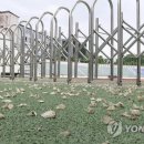 단양공설정구장 이미지