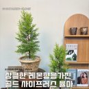 율마루 | 통영 무전동 꽃집 집들이 선물 사이프러스 율마 추천드립니다