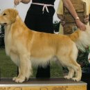 프라이드 켄넬 이미지