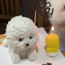 펫21 (Pet21) | 광주 강아지케이크 광주 강아지수제간식 광주 강아지간식 &lt;샘펫스튜디오&gt;
