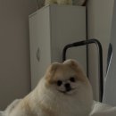 허그멍 네이버블로그