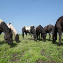 초지축산 이미지
