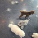 루이야학교가자 | 서유네의 맛집일기 ▶ 군산 - 루이야학교가자(미장동, 강아지 없이 카페 이용가능, 애견카페, 주차장...
