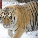 동북민박 이미지