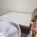 고양이 오줌 얼룩 냄새 끝! 용인 매트리스 청소 비치움필승 스마트홈케어 솔직후기