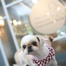 푸치 펫 그루밍 이미지