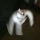 야호