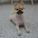 똥강아지 애견샵 이미지