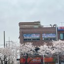 로망스모텔 | [경남/진해]로망스 투어 벚꽃 명소 2024 진해 군항제 당일치기 여행 내돈내산 후기