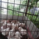 왕창농장 이미지