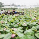 봉정연꽃마을 이미지