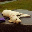 보라애견 이미지