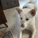 시저 홀썸볼 후기, 사료투정하는 진도믹스 반찬템(AAFCO기준 주식?)