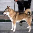 카삼 Daum카페