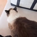 24시하나린동물의료센터 이미지