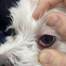 이룸동물병원 이미지