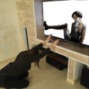 스고이 이미지