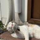 미르담 티스토리