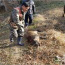 교동멧돼지 이미지