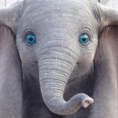 Dumbo 이미지