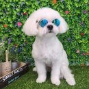 뽀도DOG 이미지