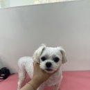 샤인펫 (Shine pet) 이미지