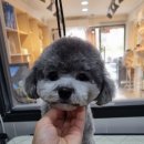 honapet(호나펫) 네이버블로그