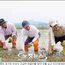 모내기 - 포천시 군내면 | 모내기