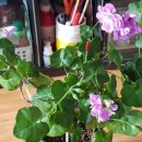 그린아이즈 이미지