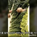 아산시-2020-010 | 참게 판매 살아있는거/냉동 택배가능 (2020년)