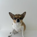 퍼피트리 애견유치원&호텔 이미지