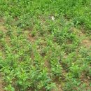 개나리목장 이미지