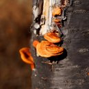 간송도로변 이미지